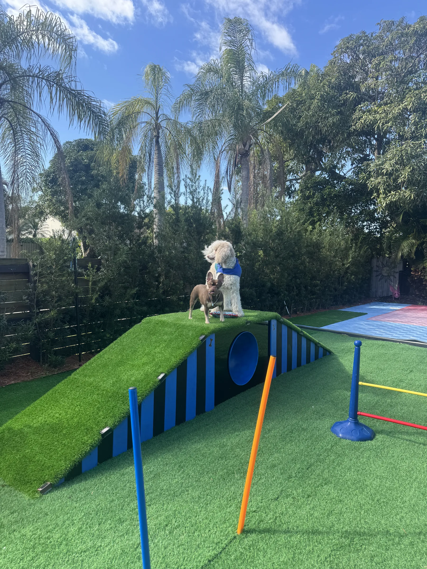 A poodle and a French bulldog on the backyard agility course