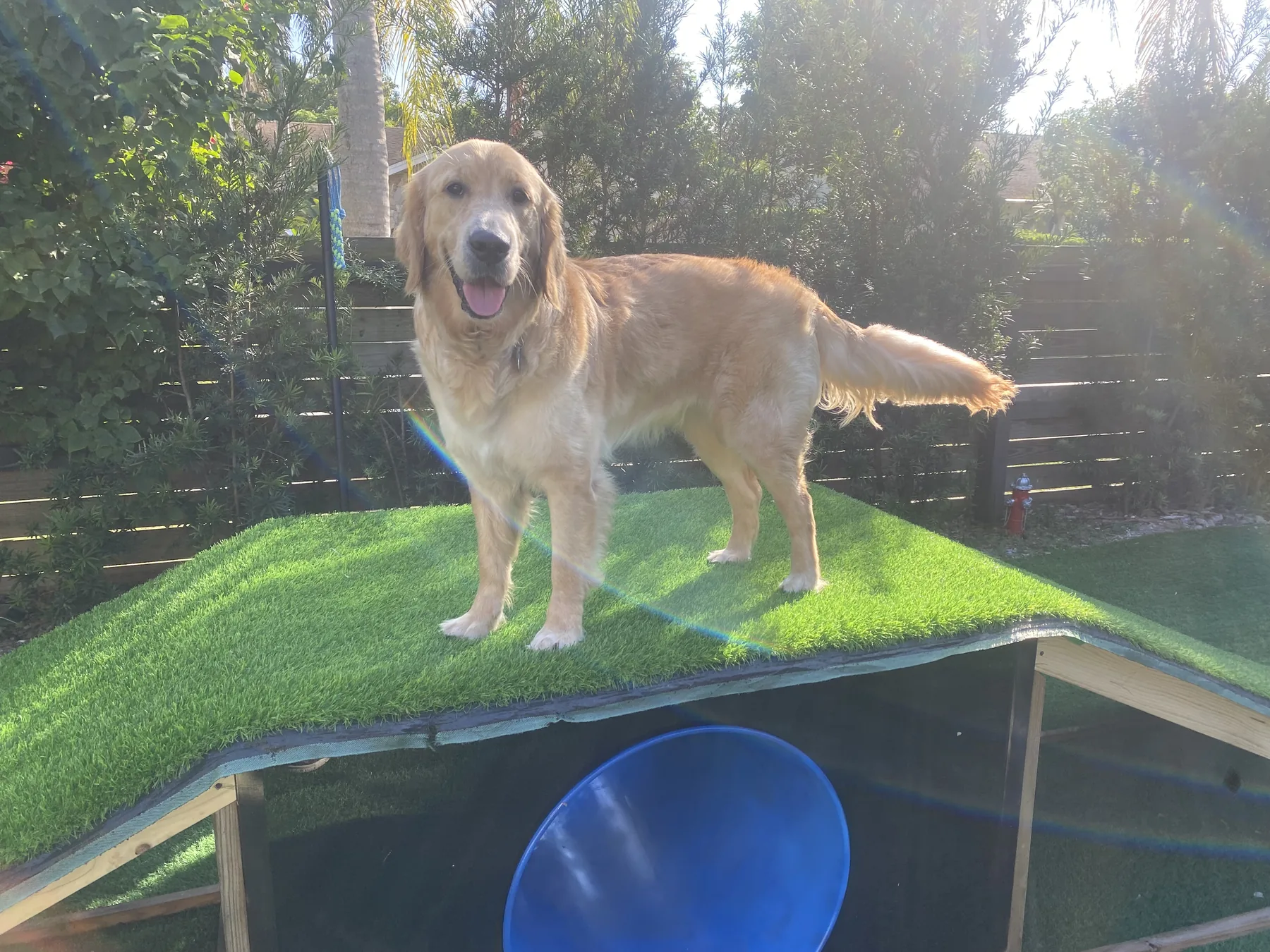 A golden retriever posing on the play structure on a sunny day