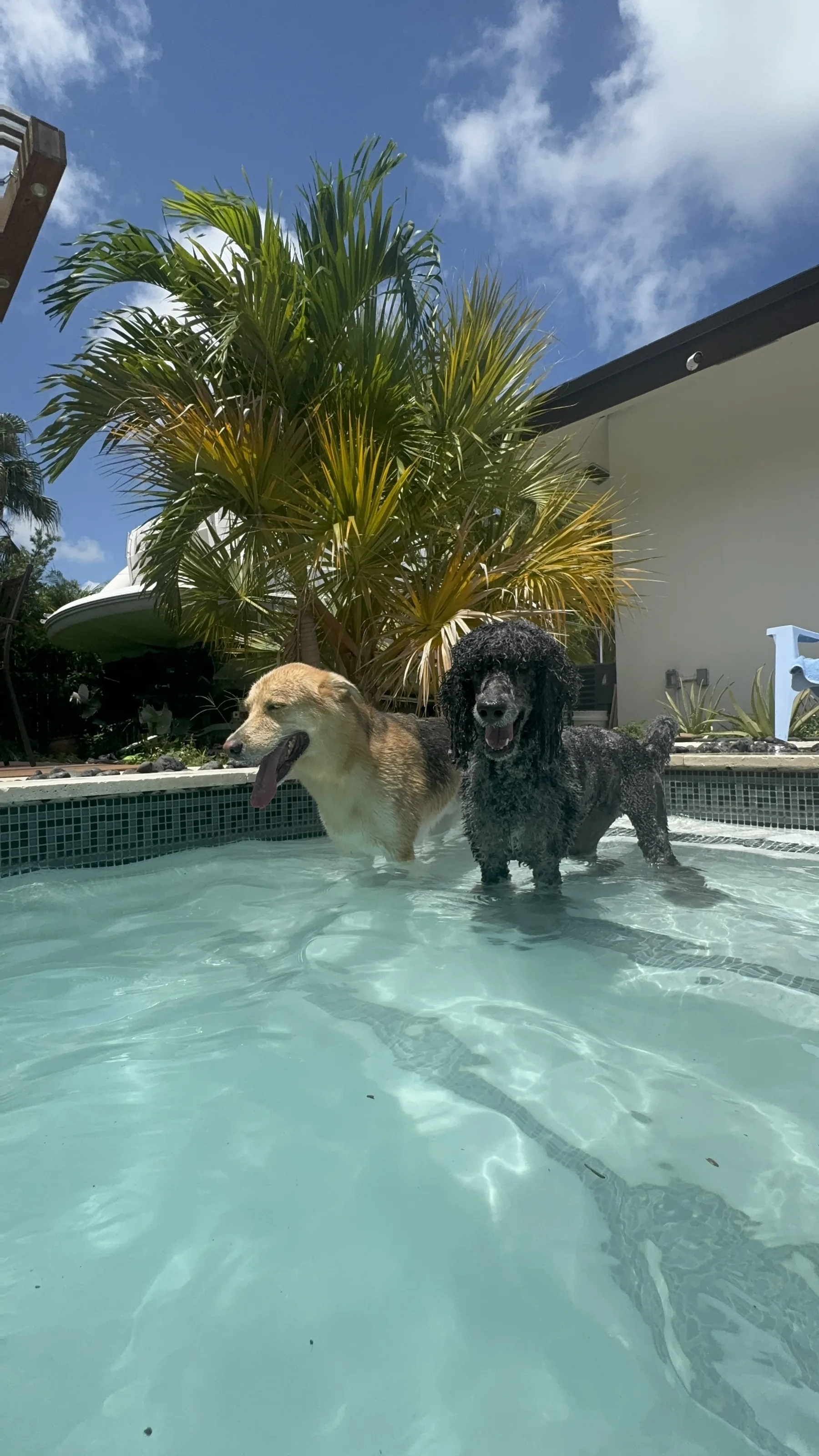 Two dogs cooling off in the pool at Pawmetto Stay & Play