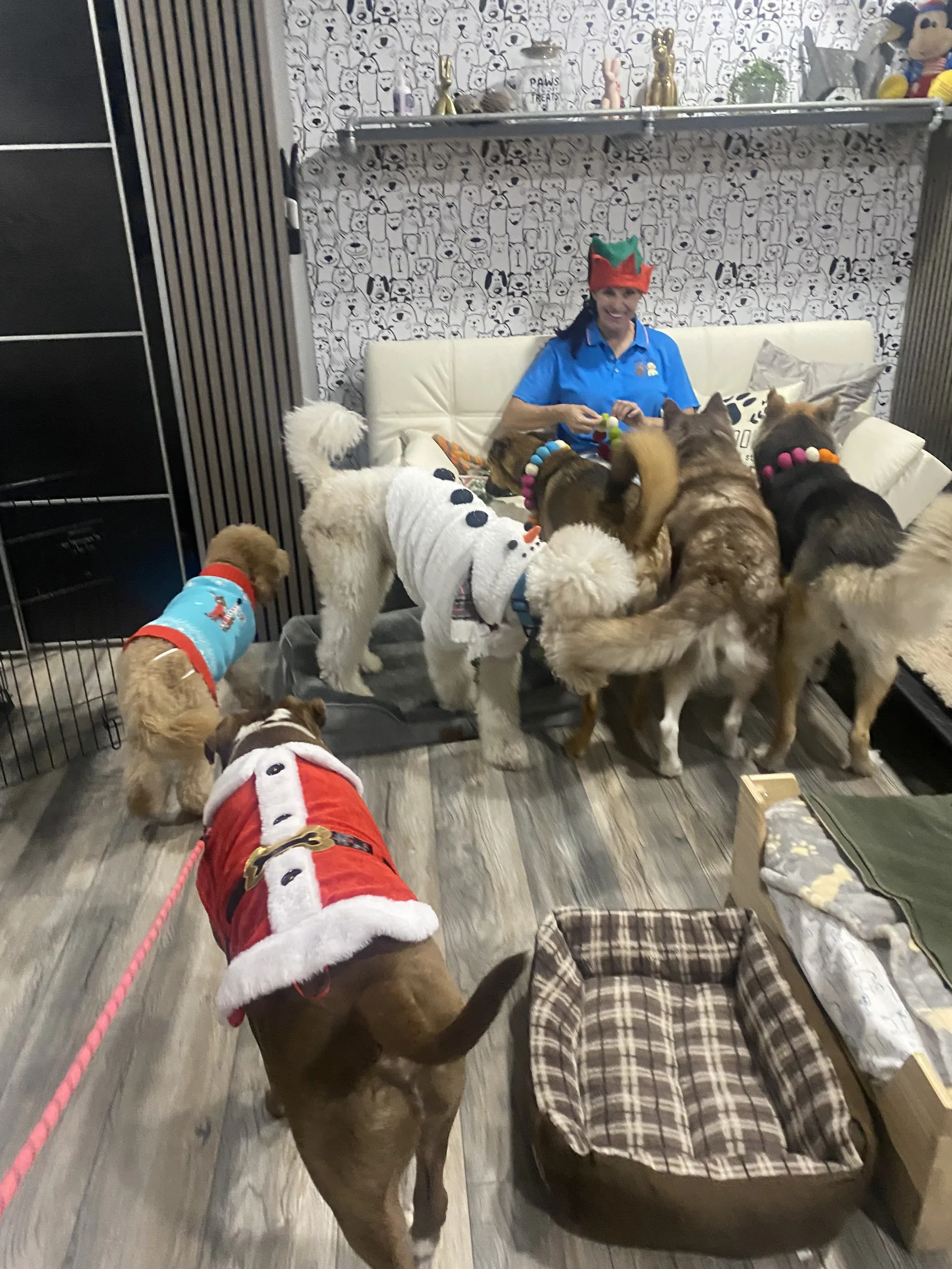 Mia sitting with several dogs in the suite living room