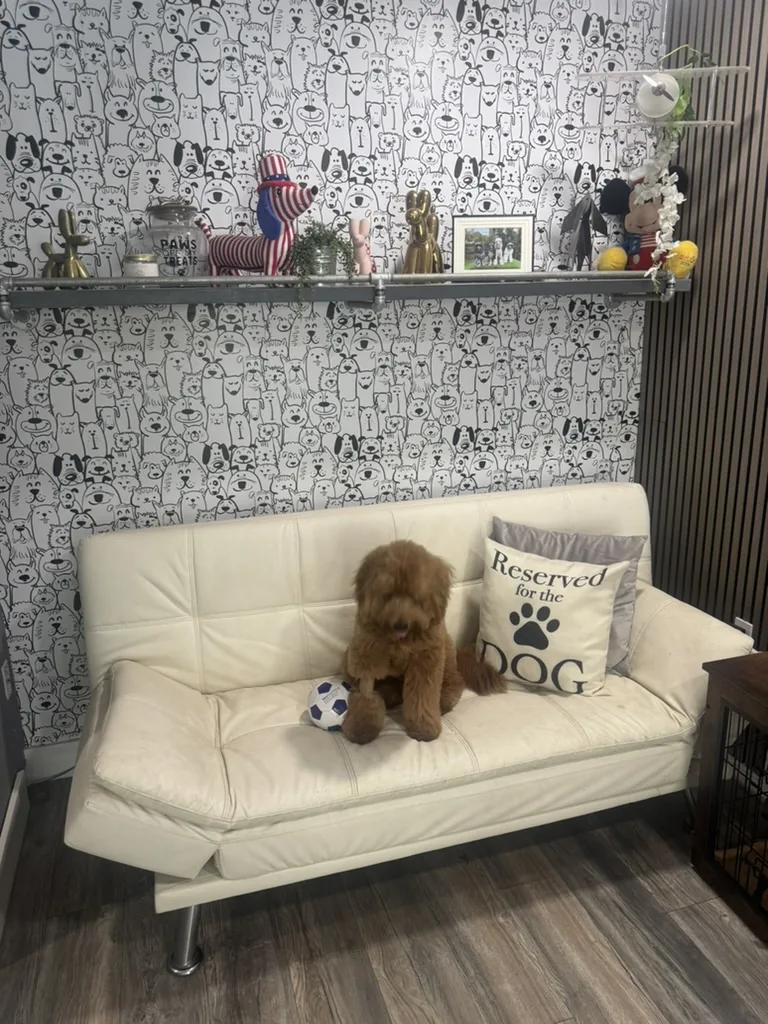A dog lounging on the couch in the suite, next to a 'Reserved for the Dog' pillow