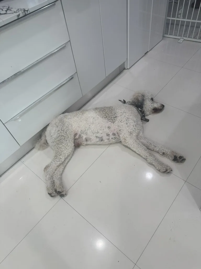 A poodle napping on the cool tile floor inside the suite