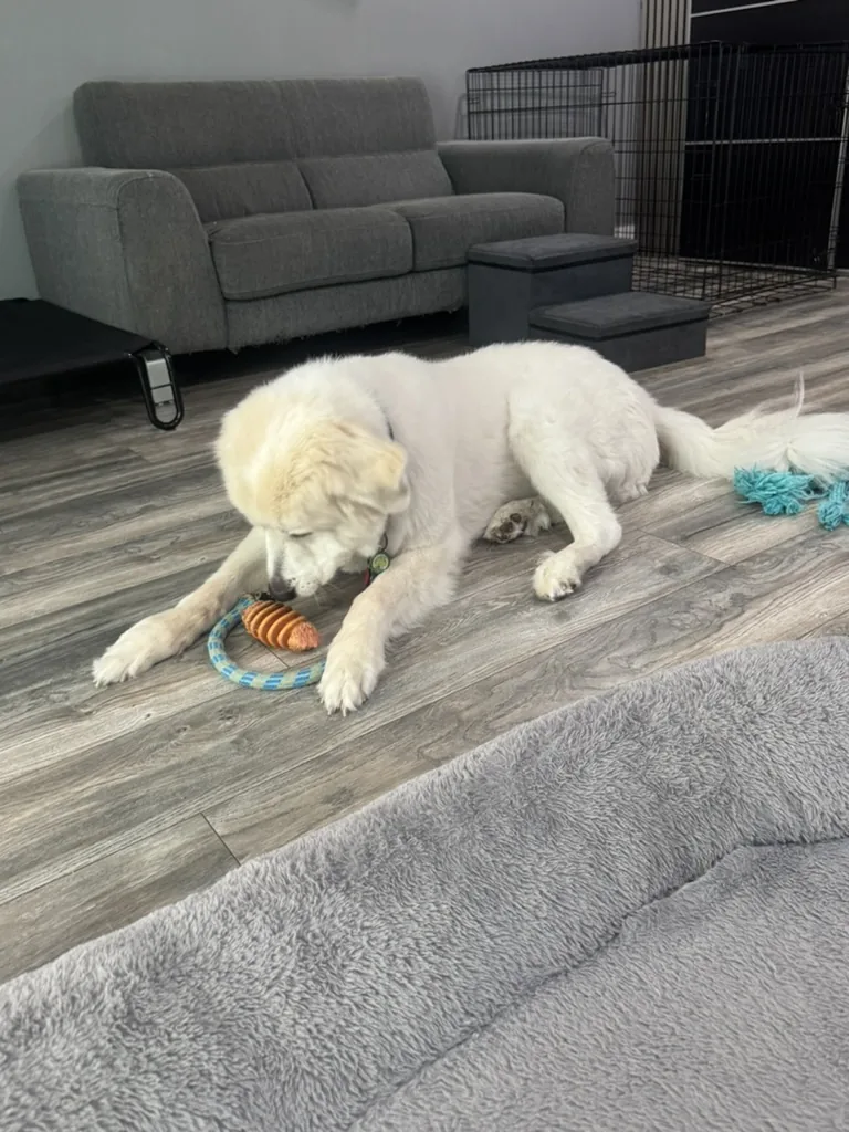 A puppy playing with a toy inside the suite