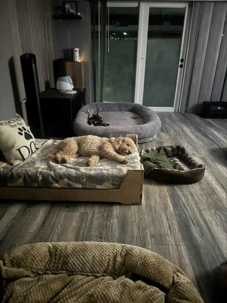 A poodle resting on a raised dog bed inside the suite at night