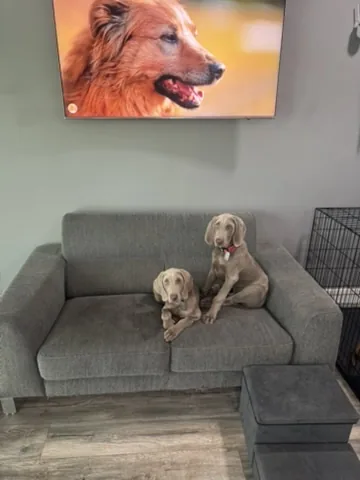 Two dogs on the couch in the suite, watching TV