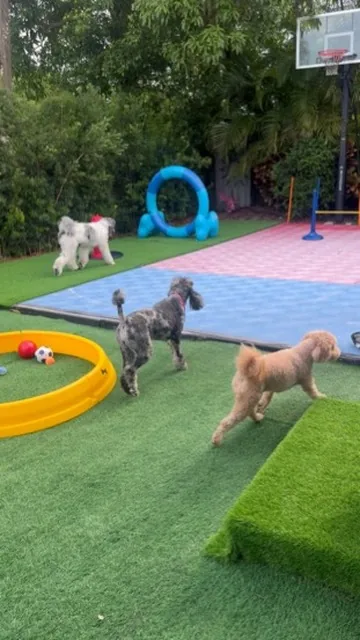 Three poodles running the agility course in the play yard