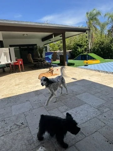 Dogs playing together in the big backyard play yard