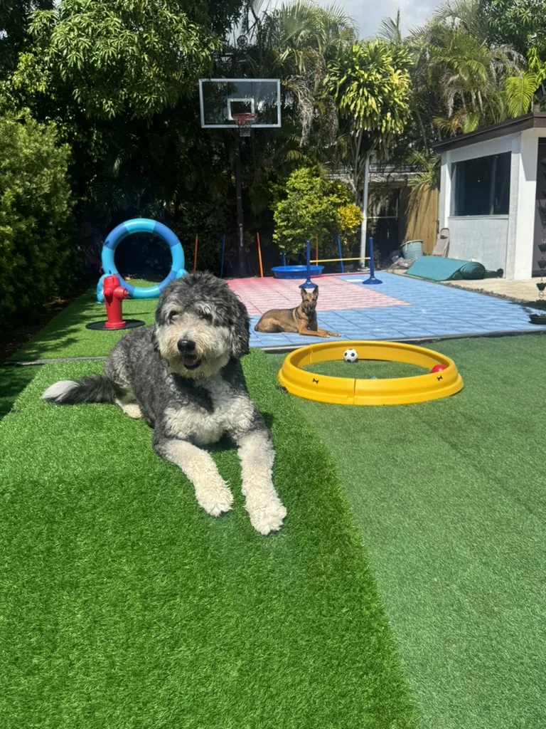 Two dogs relaxing in the fully fenced play yard