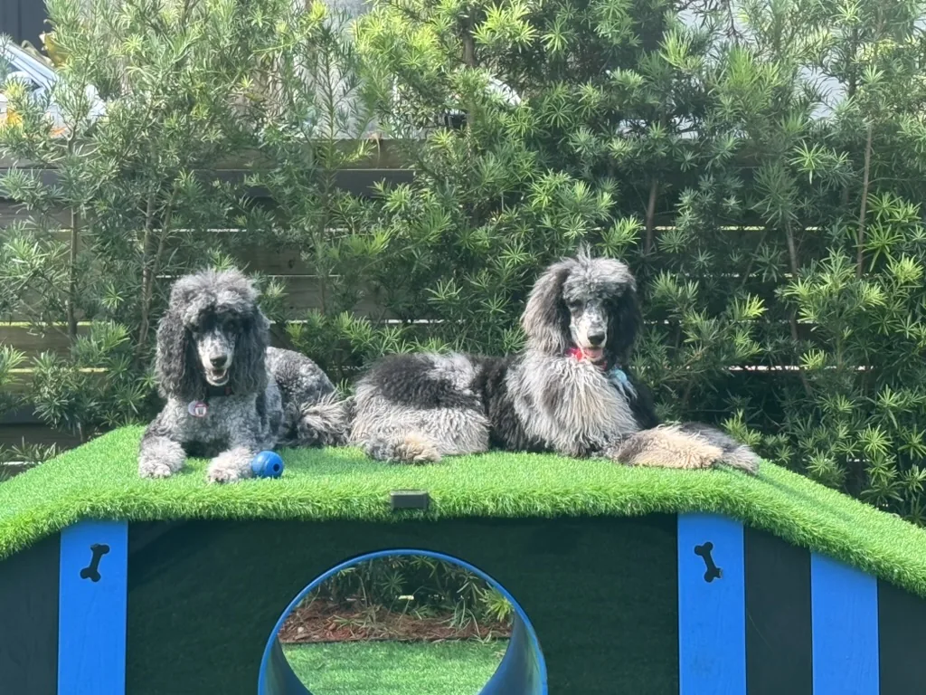 Two standard poodles keeping watch from the playhouse roof