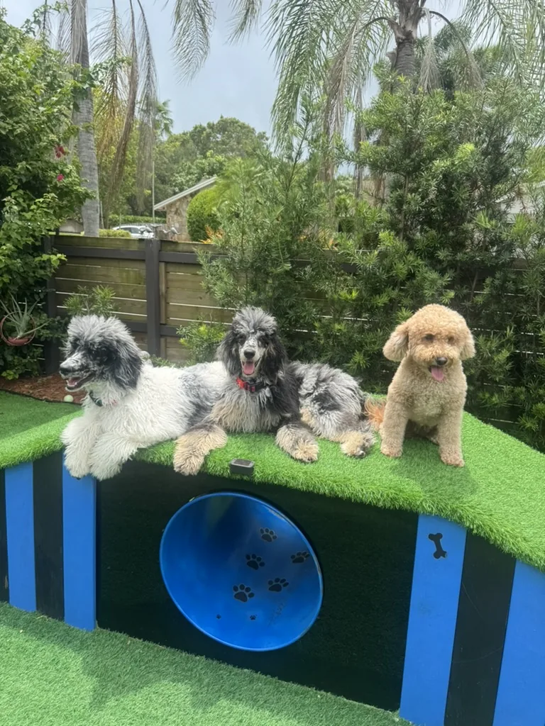 Three dogs lounging together on the playhouse roof