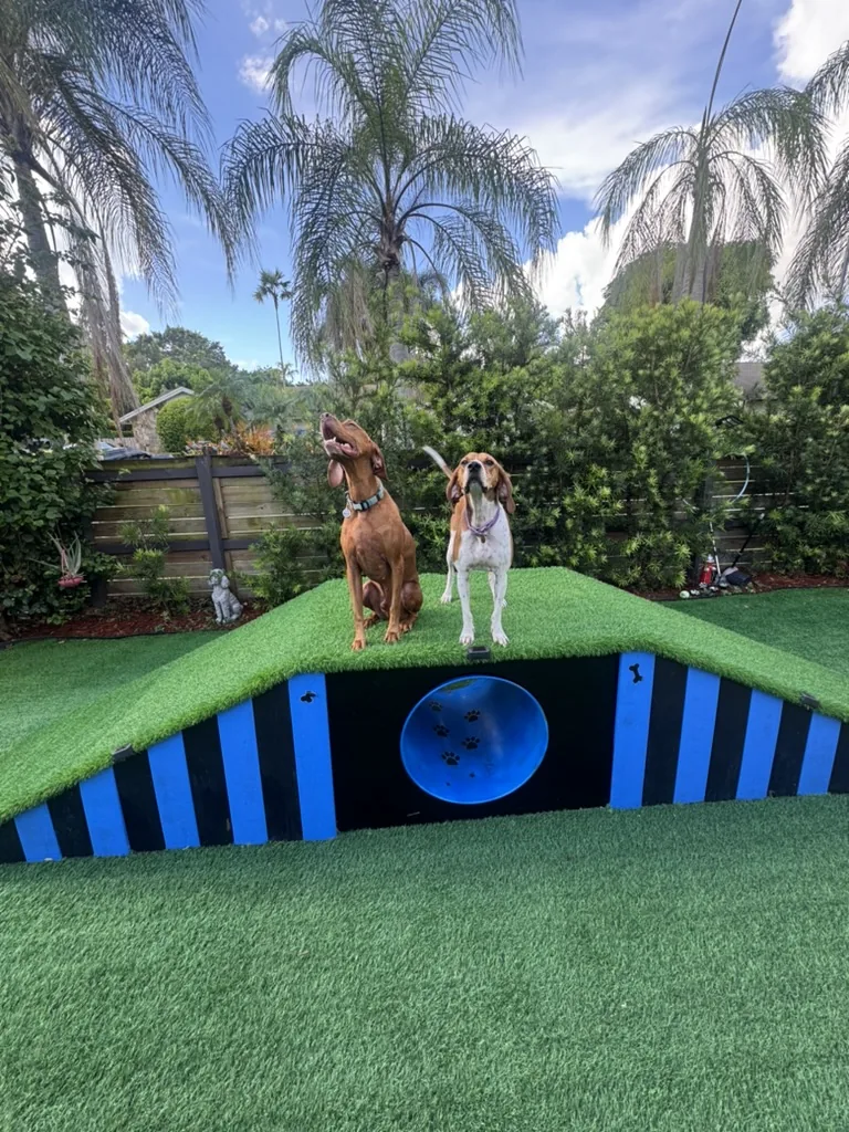 A Vizsla and a hound on top of the playhouse