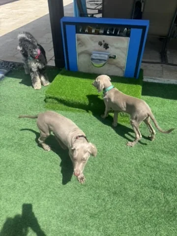 Two Weimaraners at the Pawmetto branded water station