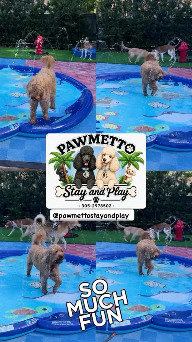 Pawmetto Instagram post